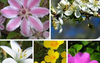 Bach Flower Remedies – Video course