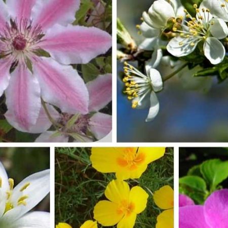 Bach Flower Remedies – Video course